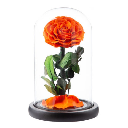Preserved Flower Glass Dome — "The Little Prince" Rose | Valentine's Day Gift: Light Luxury Preserved Rose | Luxurious, Timeless Rose Gift Box
